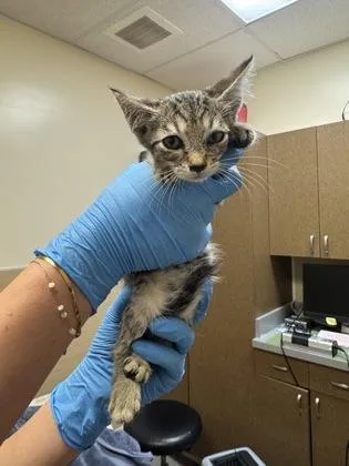 A baby small-sized female Domestic Short Hair cat named Lyric for adoption in Honolulu, HI