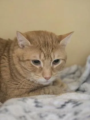 An adult medium-sized male Domestic Short Hair cat named Nacho for adoption in Clarks Summit, PA