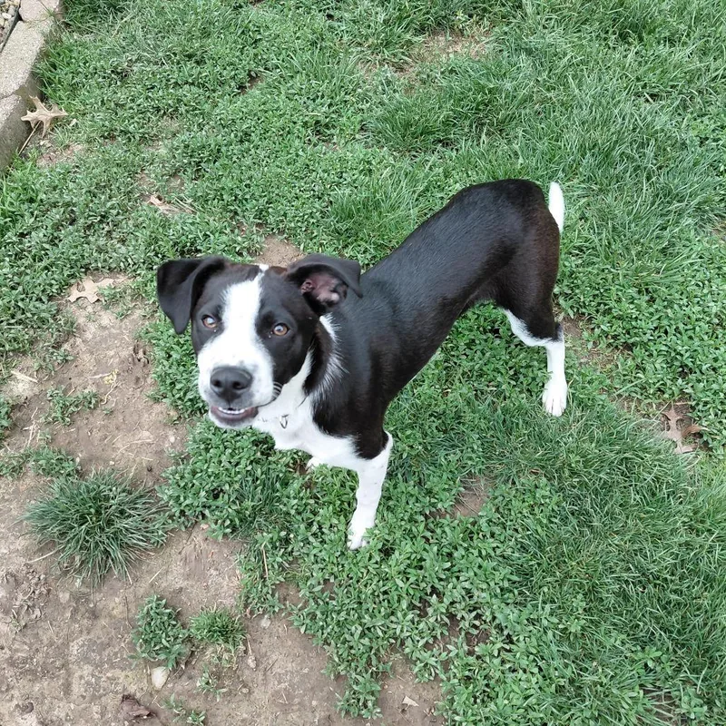 A young medium-sized male Collie dog named Finny for adoption in Columbia, MO