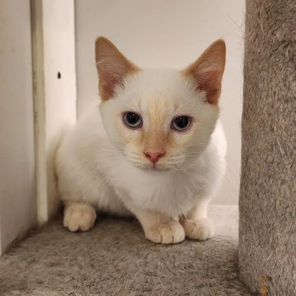 Paprika