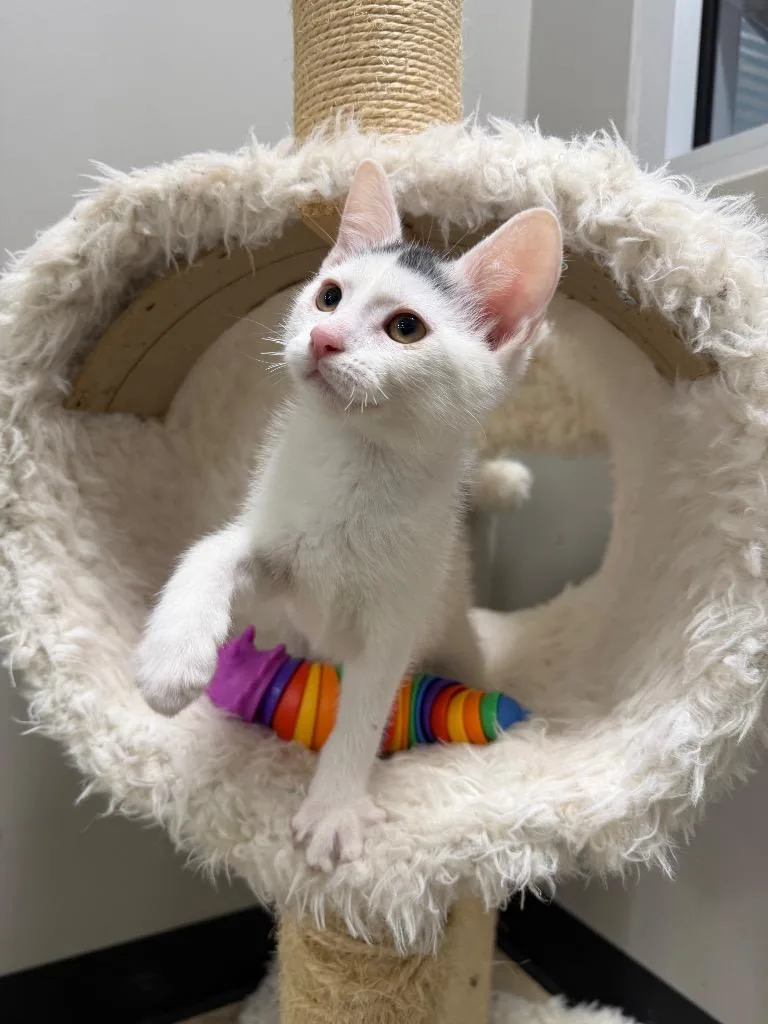 A baby medium-sized male Domestic Short Hair cat named Moo for adoption in Pierceton, IN