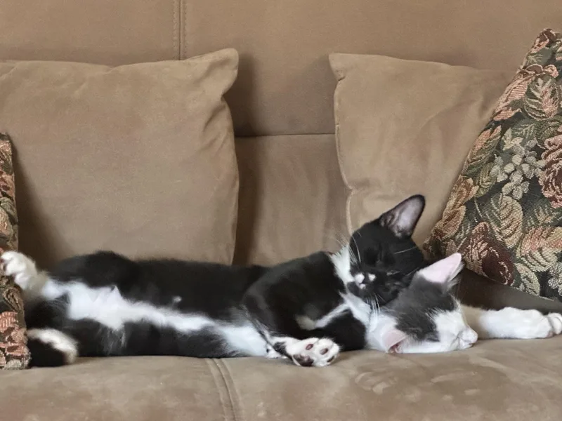 A baby medium-sized male Black & White / Tuxedo American Shorthair cat named Brunson for adoption in North Bergen, NJ