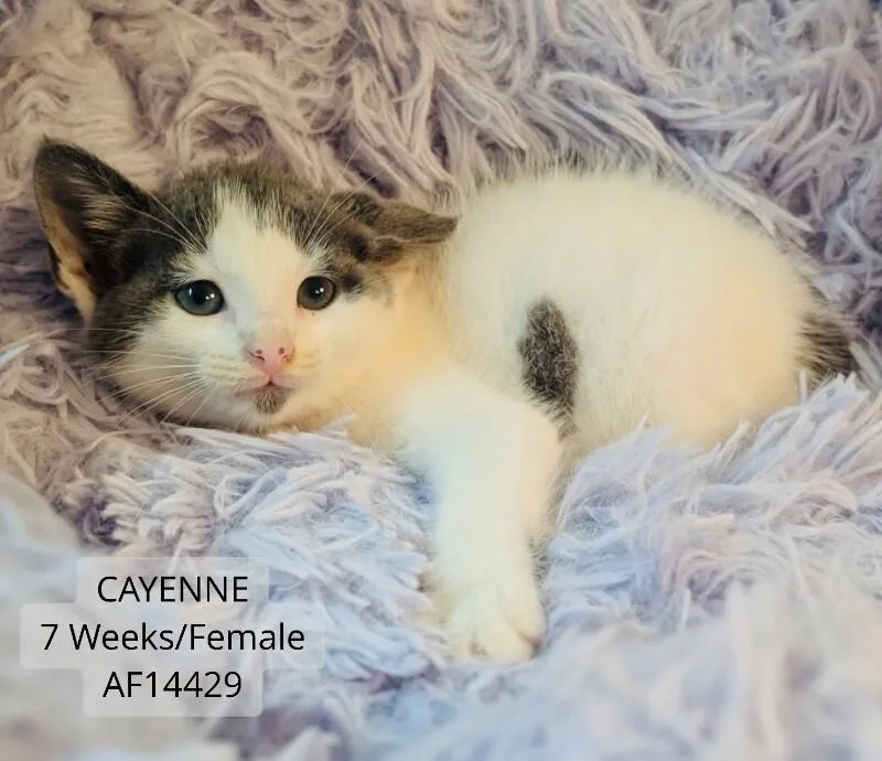 A young medium-sized female White Domestic Short Hair cat named Cayenne for adoption in Supply, NC