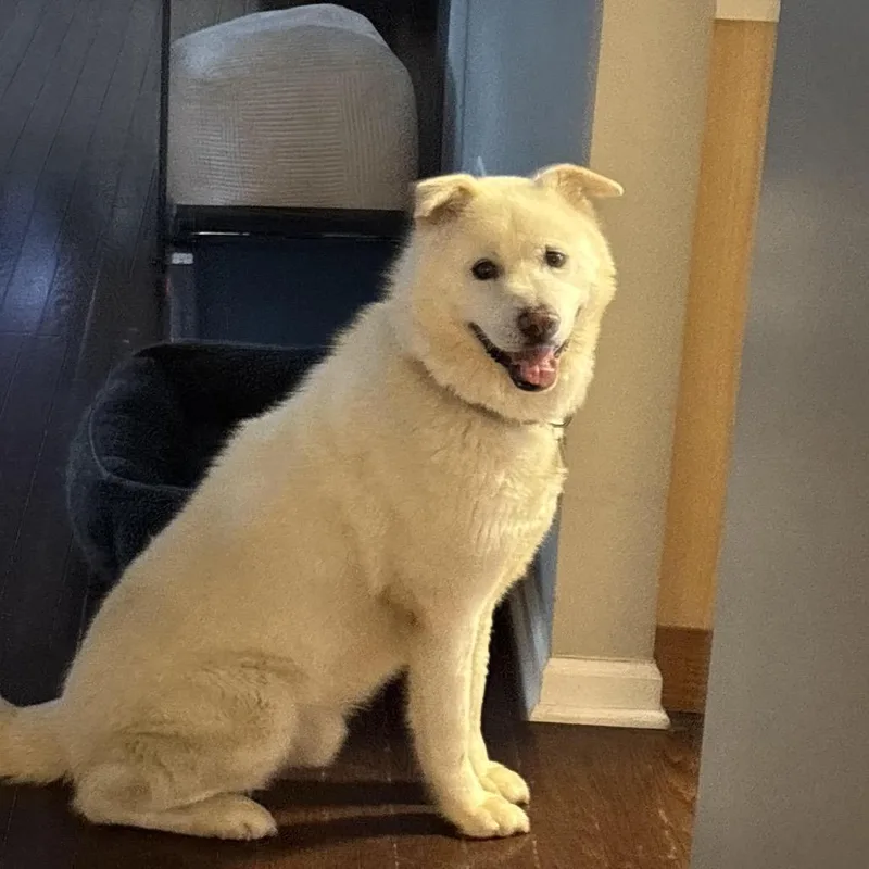 An adult medium-sized male White / Cream Jindo dog named Dduri for adoption in Northbrook, IL