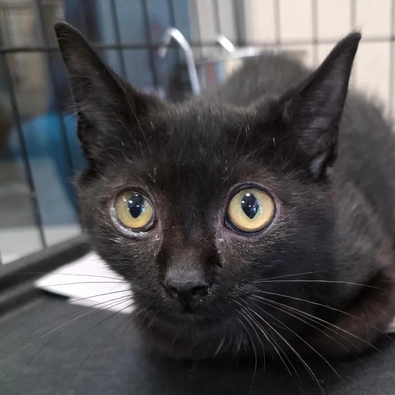 A baby medium-sized male Domestic Short Hair cat named Vole Claw for adoption in Chatham, VA