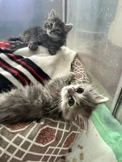 A baby medium-sized female Dilute Tortoiseshell Domestic Long Hair cat named Bunny for adoption in Suffolk, VA