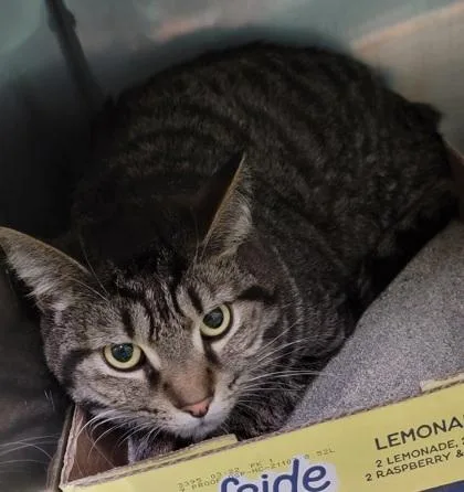 An adult medium-sized male Black Domestic Short Hair cat named Max for adoption in Bedford, IN