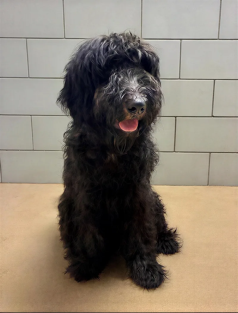 A young medium-sized male Black Mixed Breed dog named Tumbleweed for adoption in Nashville, TN