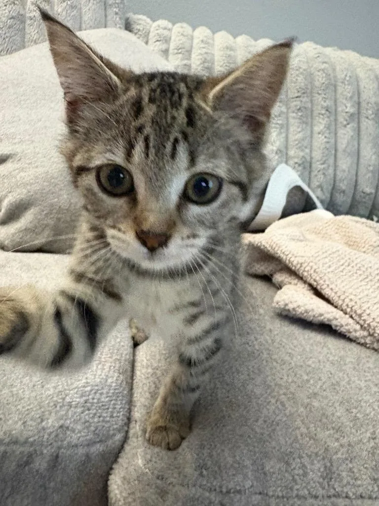 A baby medium-sized female Tabby cat named Rooney for adoption in San Antonio, TX