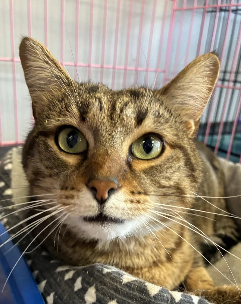 An adult medium-sized male Tabby cat named Sour Cream for adoption in Georgetown, KY