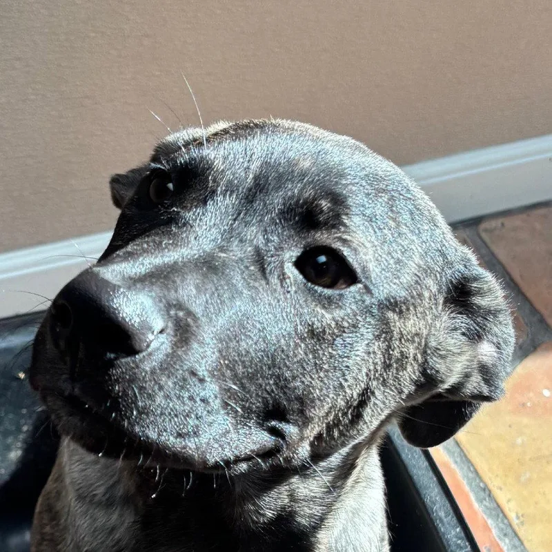 A young medium-sized male Pit Bull Terrier dog named Lobo for adoption in Dallas, TX