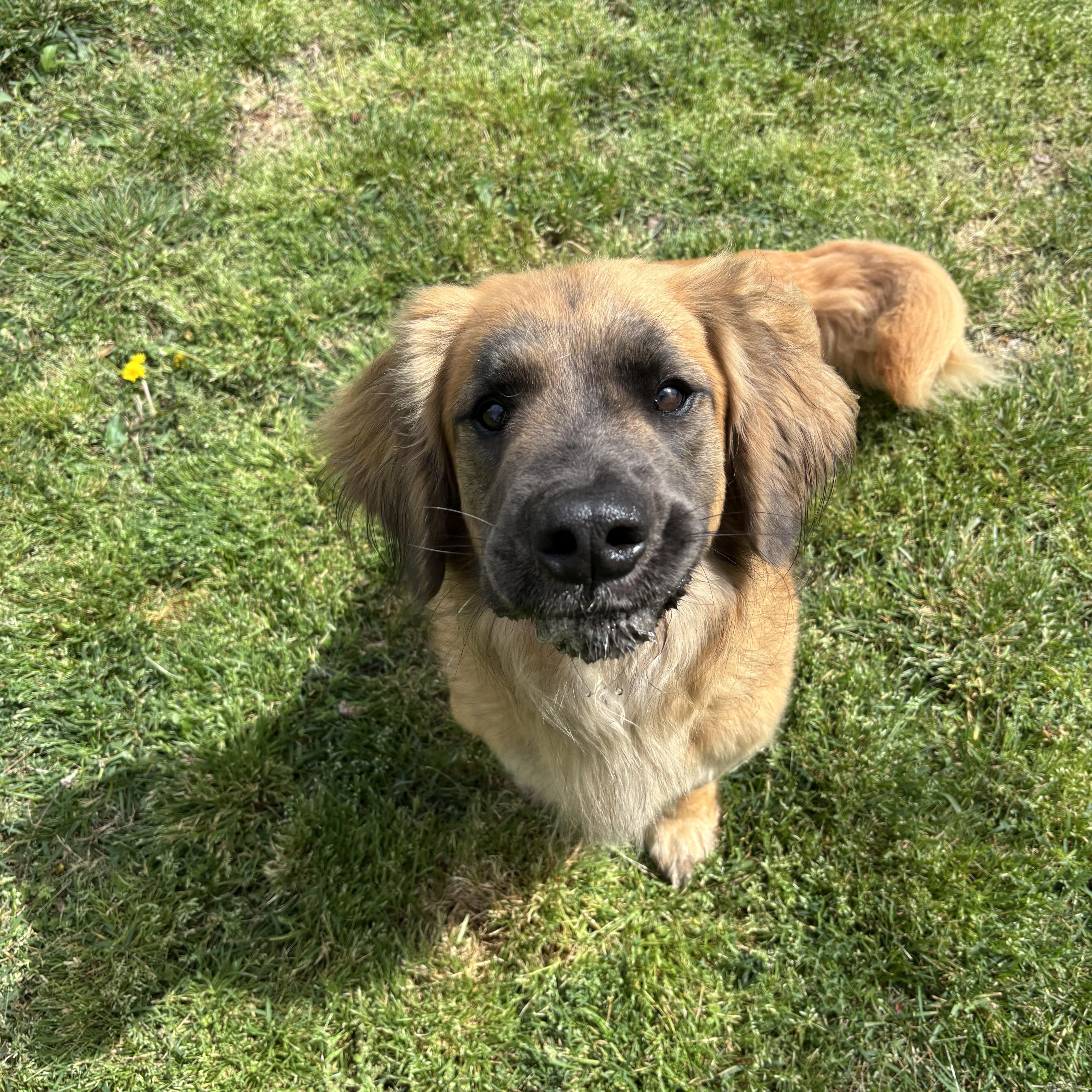 An adult medium-sized male Golden Mixed Breed dog named Toby for adoption in Springfield, MO