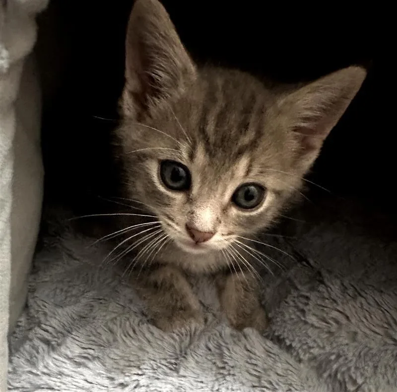 A baby small-sized male Domestic Short Hair cat named Cameron for adoption in Fayetteville, AR