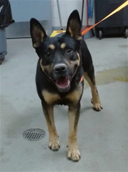An adult large-sized male Rottweiler dog named Radar for adoption in Salinas, CA