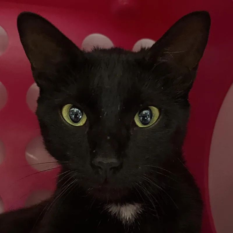 A young medium-sized female Domestic Short Hair cat named Sequoia for adoption in Santa Fe, NM