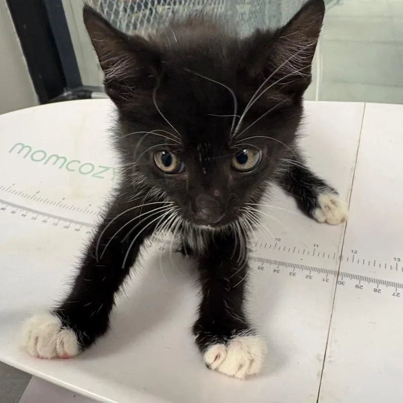 A baby small-sized male Domestic Short Hair cat named Boots for adoption in Columbiana, AL