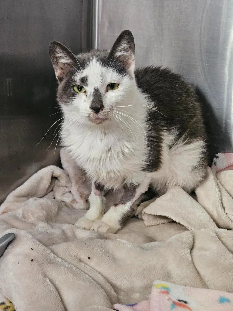 A young medium-sized female Domestic Short Hair cat named Fern for adoption in Maryville, TN