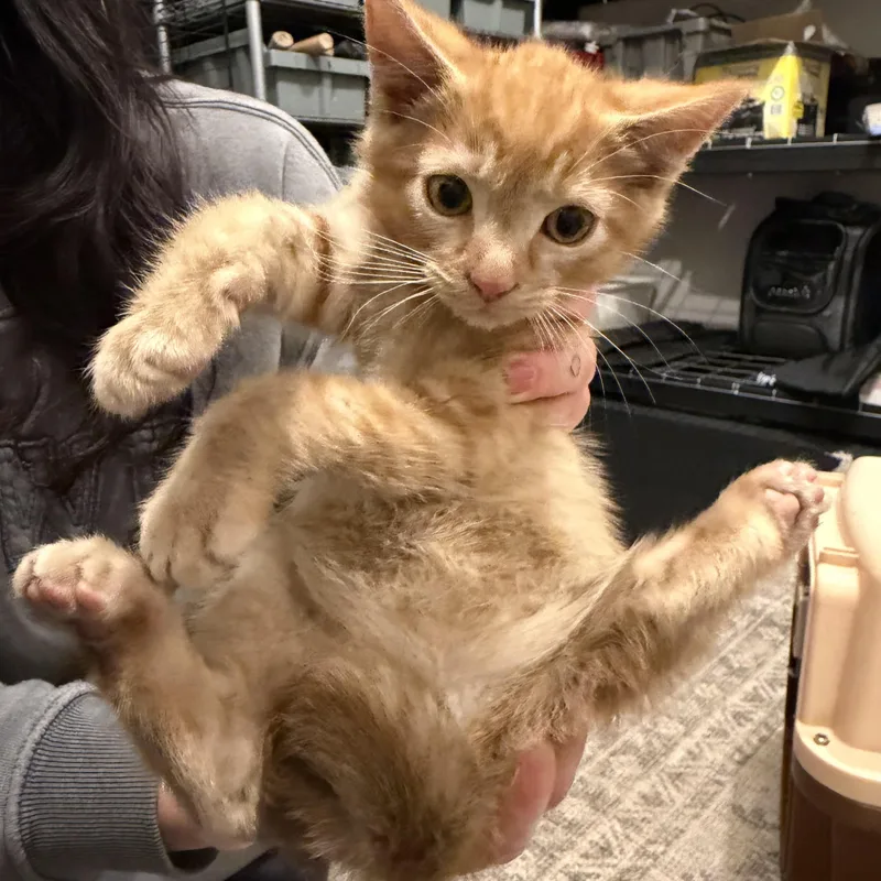 A baby small-sized male Orange / Red Domestic Short Hair cat named Scotty for adoption in Syosset, NY
