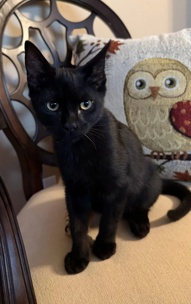 A baby medium-sized male Black Domestic Short Hair cat named Horizon for adoption in Nashville, TN