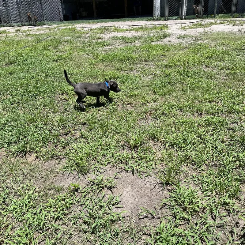 A baby small-sized female Gray / Blue / Silver Mixed Breed dog named Stella for adoption in Richmond Hill, GA