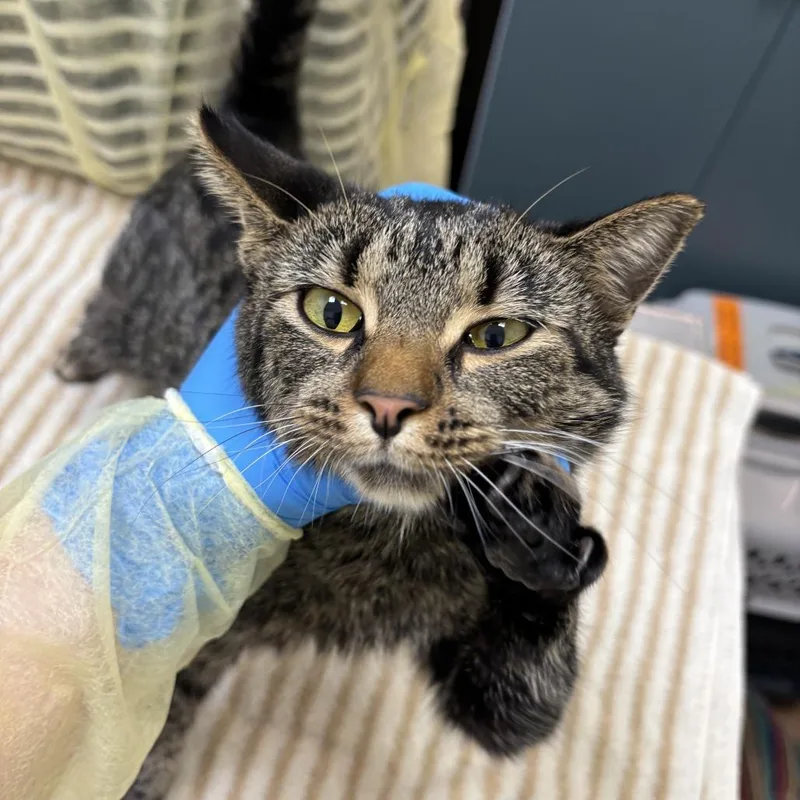 An adult medium-sized female Brown / Chocolate Domestic Short Hair cat named Jessie for adoption in Evanston, IL