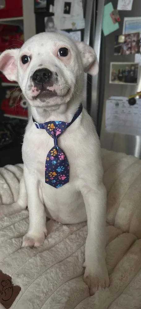 A baby medium-sized male Black Pit Bull Terrier dog named Mikey for adoption in Naperville, IL