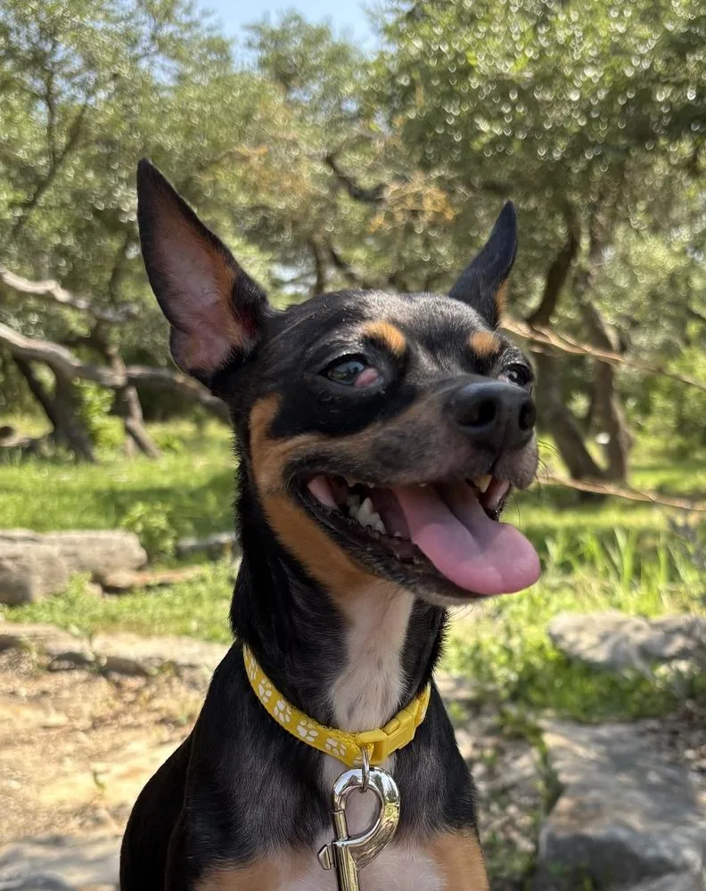 An adult small-sized female Tricolor (Brown, Black, & White) Chihuahua dog named Peggy Lee for adoption in New Braunfels, TX