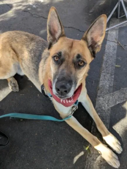 An adult large-sized male German Shepherd Dog dog named Danny for adoption in Van Nuys, CA