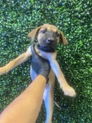 A baby small-sized female Apricot / Beige Mixed Breed dog named 61327147 for adoption in El Paso, TX