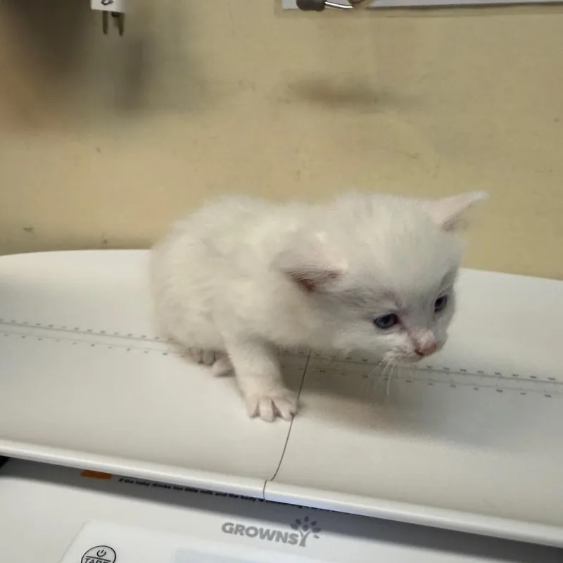 A baby small-sized female White Domestic Medium Hair cat named Churu for adoption in Pasadena, CA