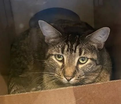 An adult large-sized male Domestic Short Hair cat named Wilbur for adoption in Washington, DC
