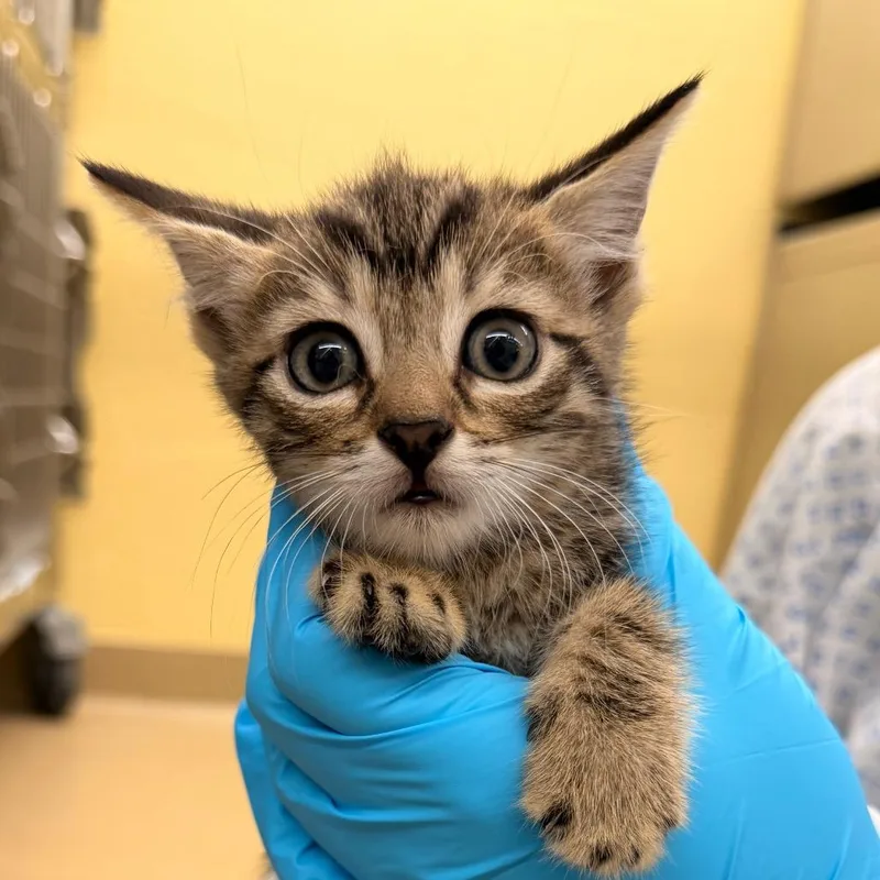 A baby small-sized female Black Domestic Short Hair cat named Cookie Crumb for adoption in West Palm Beach, FL