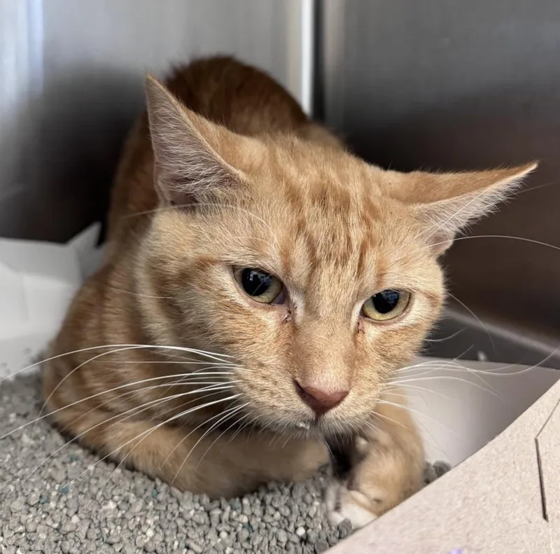 Orange Man thumbnail 2