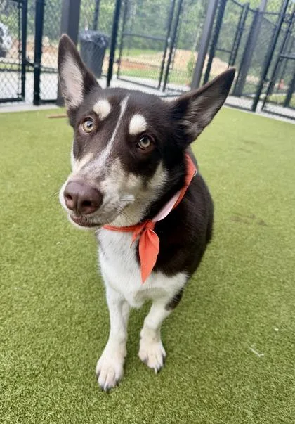 A young small-sized male Mixed Breed dog named Tucker for adoption in Atlanta, GA