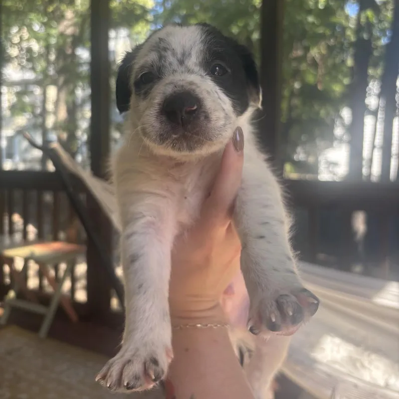 A baby medium-sized male White / Cream Mixed Breed dog named Guacamole for adoption in Durham, NC