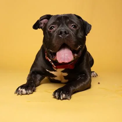 An adult large-sized male Mixed Breed dog named Bronco for adoption in Atlanta, GA