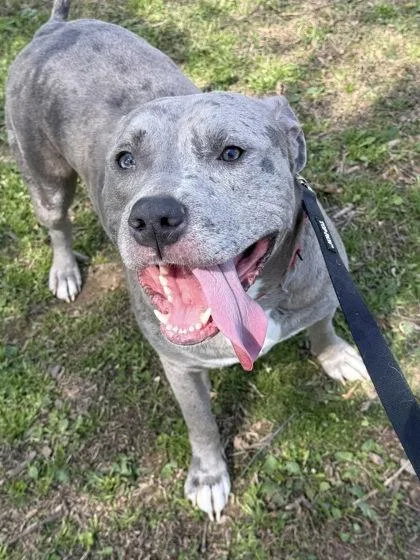 An adult large-sized male Mixed Breed dog named Bruno Bono for adoption in Fairfax, VA
