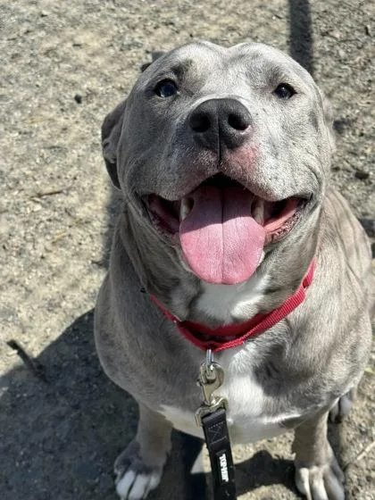 Bruno Bono thumbnail 3