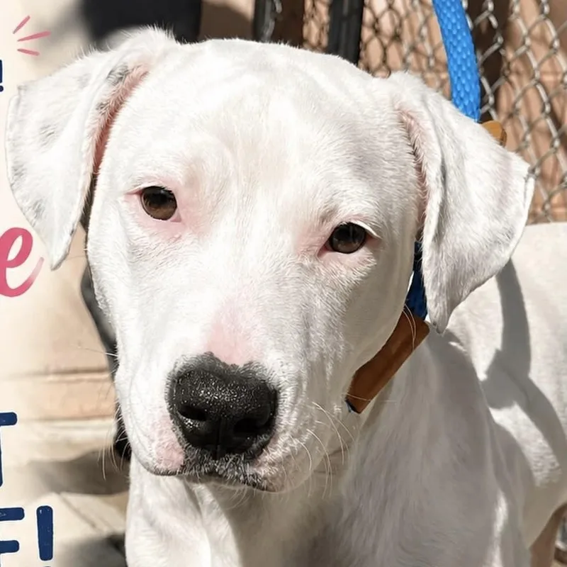 A young large-sized female White / Cream Pit Bull Terrier dog named Winnie for adoption in Jackson, NJ