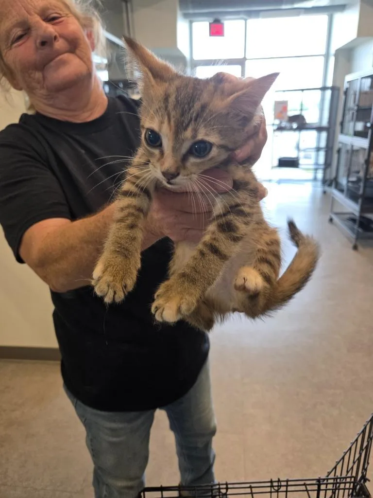 A baby small-sized female Domestic Short Hair cat named Cookie for adoption in Bossier City, LA