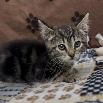 A baby small-sized female Domestic Short Hair cat named Betty Lou for adoption in Janesville, WI