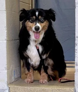 An adult medium-sized female Australian Shepherd dog named Secret for adoption in Dedham, MA