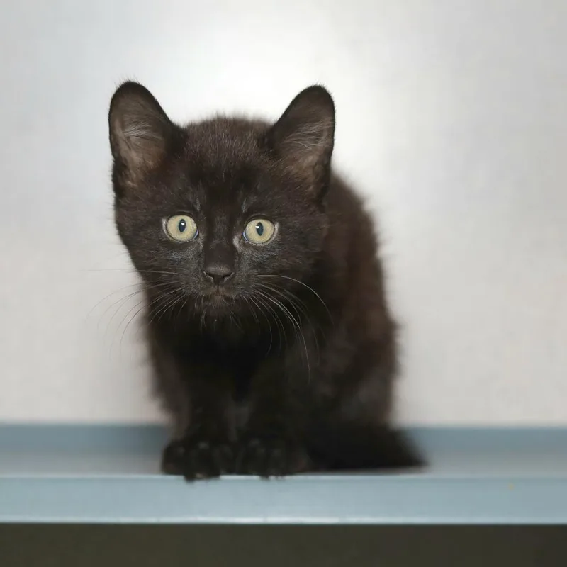 A baby small-sized male Black Domestic Short Hair cat named Mojito for adoption in Pasadena , MD