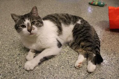 Ser Duncan thumbnail 2