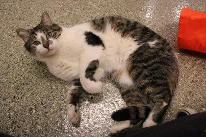 Ser Duncan thumbnail 3