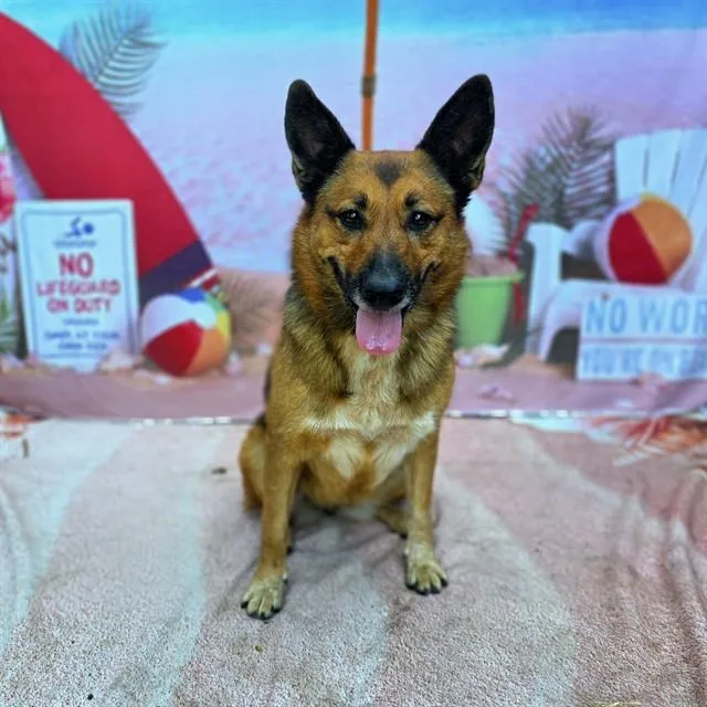 An adult medium-sized female German Shepherd Dog dog named Everest for adoption in Long Beach, CA