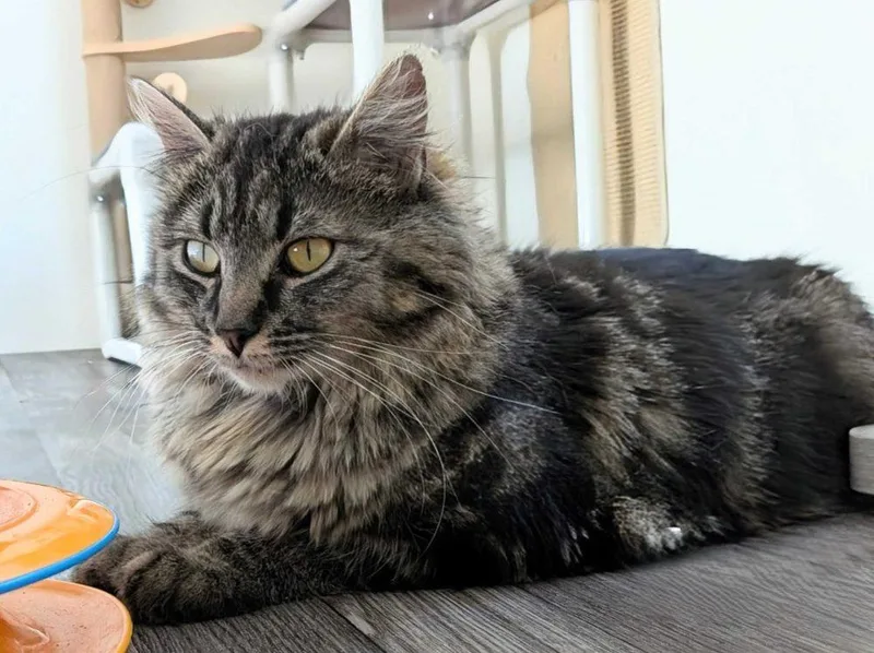 A young medium-sized female Domestic Medium Hair cat named Bellflower for adoption in Colorado Springs, CO