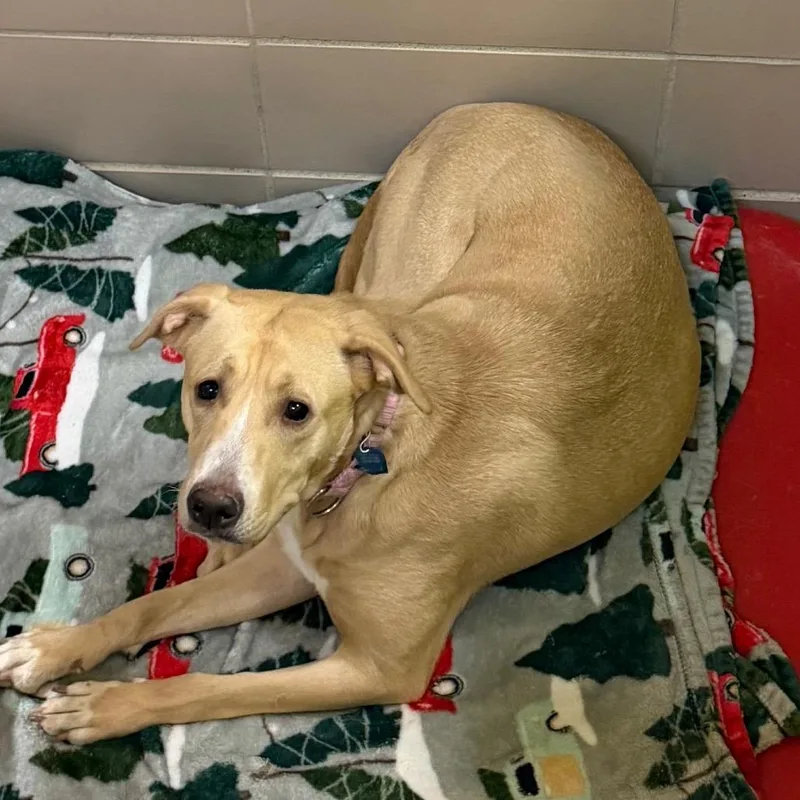 An adult medium-sized female Yellow / Tan / Blond / Fawn Mixed Breed dog named Piper for adoption in Waukesha, WI