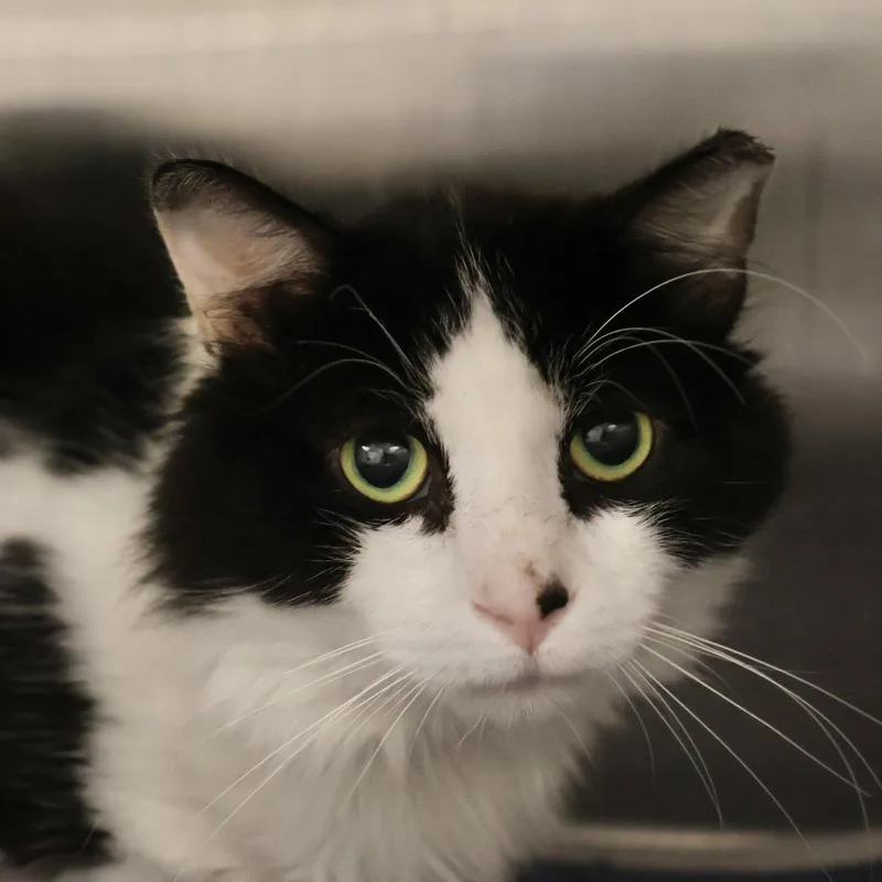 An adult large-sized male Black Domestic Long Hair cat named Lucas for adoption in Briarcliff Manor, NY