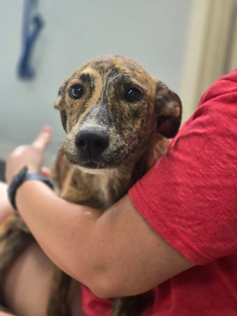 A baby medium-sized male Black Mouth Cur dog named Jj for adoption in Danielsville, GA